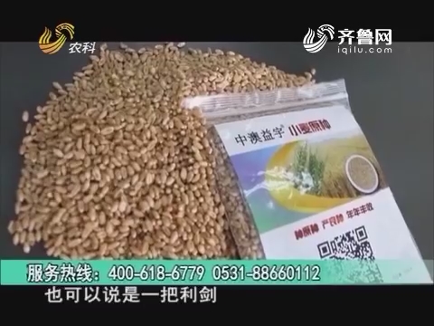 20160829《当前农事》：中澳益宇 小麦原种