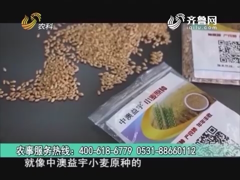 20160830《当前农事》：中澳益宇小麦原种