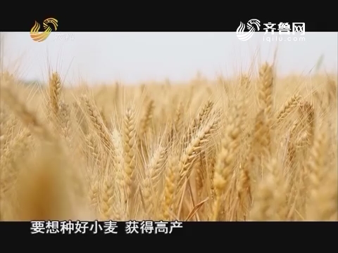 20160912《当前农事》：中澳益宇小麦原种