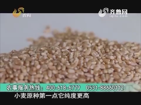 20160923《当前农事》：中澳益宇小麦原种