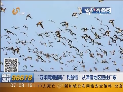 “万米网海捕鸟”利益链：从津唐地区贩往广东