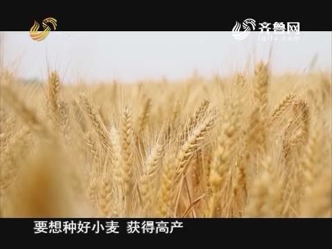 20161016《当前农事》：中澳益宇小麦原种