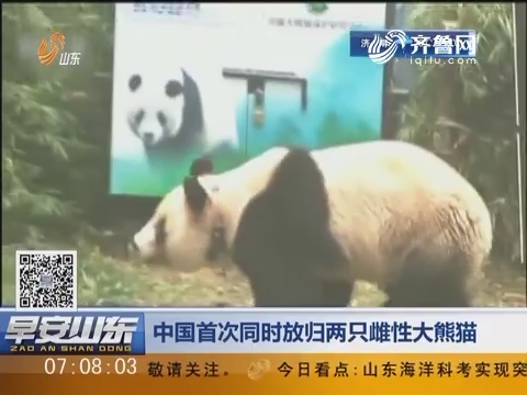 中国首次同时放归两只雌性大熊猫