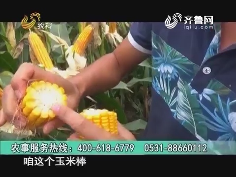 20161024《当前农事》：中澳益宇玉米杂交种