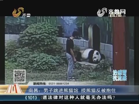 南昌：男子跳进熊猫馆 摸熊猫反被抱住