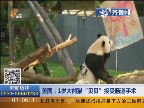 美国：1岁大熊猫“贝贝”接受肠道手术
