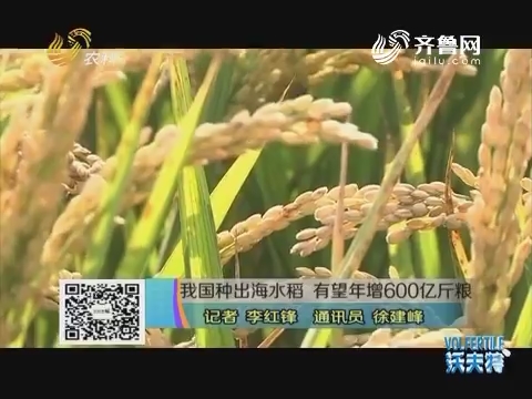 我国种出海水稻 有望年增600亿斤粮