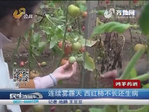 济南：连续雾霾天 西红柿不长还生病