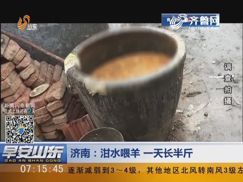 济南：泔水喂羊 一天长半斤