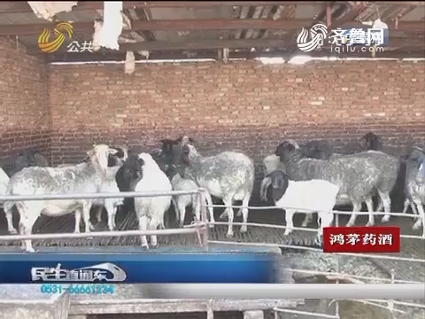 济南：追踪报道 泔水喂羊1月9日被查