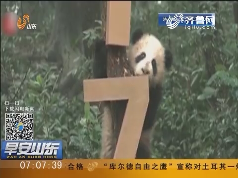 中国大熊猫保护研究中心举办全球大熊猫迎新年活动
