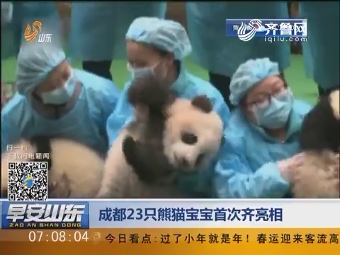 成都23只熊猫宝宝首次齐亮相