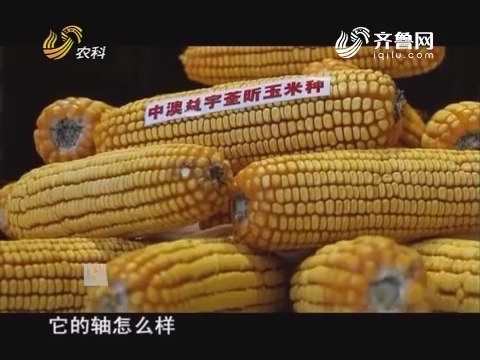 20170201《当前农事》：中澳益宇荃昕玉米种