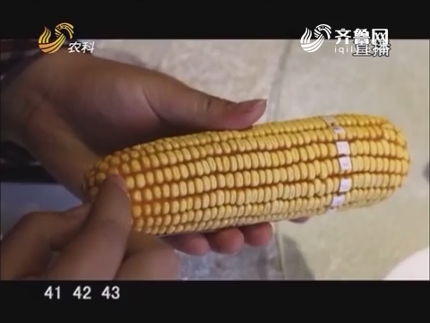 20170209《当前农事》：中澳益宇荃昕玉米种