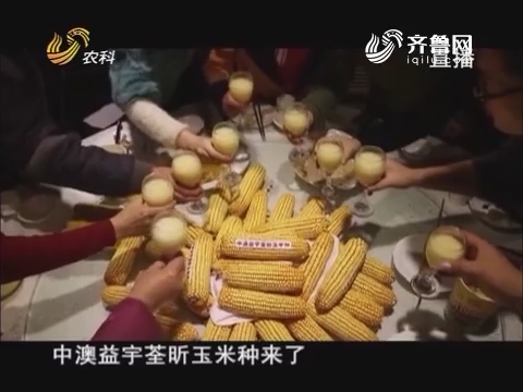 20170210《当前农事》：中澳益宇荃昕玉米种