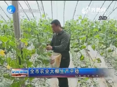 济南市农业大棚生产稳定