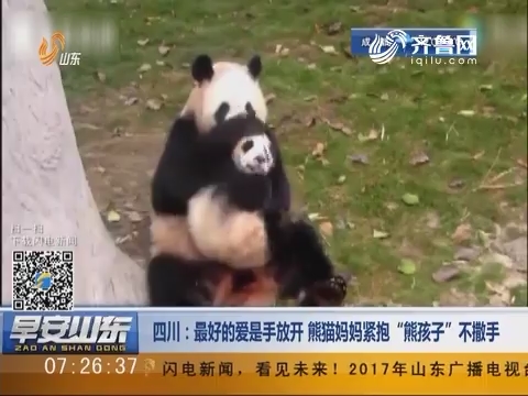 四川：最好的爱是手放开 熊猫妈妈紧抱“熊孩子”不撒手
