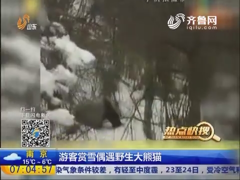 热点快搜：游客赏雪偶遇野生大熊猫