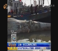 上海：长江口现死亡鲸鱼