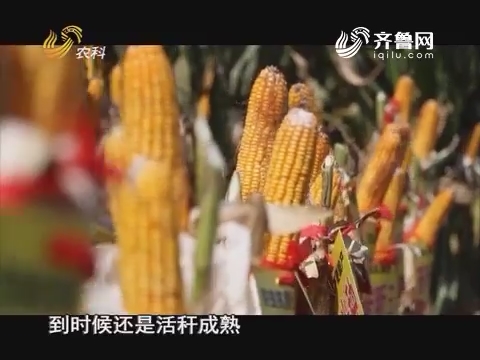 20170325《当前农事》：中澳益宇荃昕玉米种
