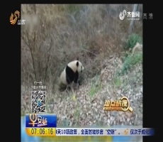 【热点快搜】陕西：村民路边拍到野生大熊猫