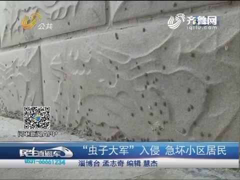淄博：“虫子大军”入侵  急坏小区居民