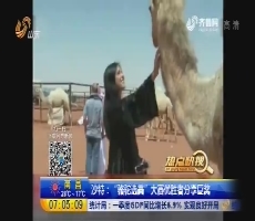 【热点快搜】沙特：“骆驼选美”大赛优胜者分享巨奖