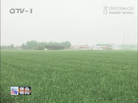 青岛5月4日普降中雨 利于小麦后期灌浆