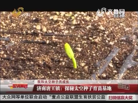 【我和太空种子共成长】济南唐王镇：探秘太空种子育苗基地