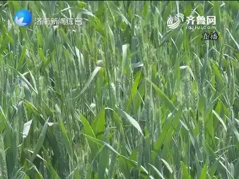 济南市大力防治小麦条锈病