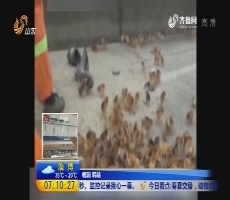 广西柳州：疲劳驾驶酿事故 10万鸡苗“逛”高速