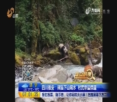 【热点快搜】四川雅安：熊猫下山喝水 村民幸运偶遇