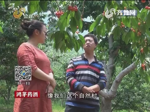 济南：樱桃丰产不丰“收” 愁坏果农