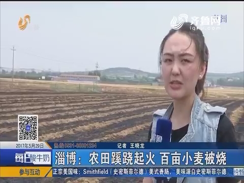 淄博：农田蹊跷起火 百亩小麦被烧