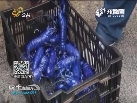济南现蓝色小龙虾