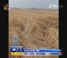济南平阴： 降雨阻麦收 有利作物下播