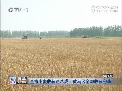 青岛市小麦收获达八成 黄岛区全部收获完毕