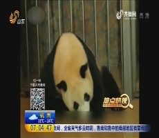 【热点快搜】成都：“龙凤胎”大熊猫宝宝诞生