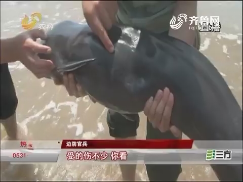 海阳：江豚搁浅沙滩 边防官兵紧急救援