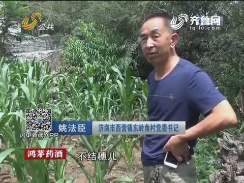 济南：问题种子致600多亩玉米几乎绝收