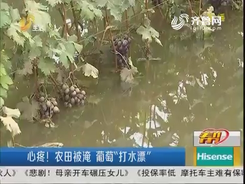 潍坊：心疼！农田被淹 葡萄“打水漂”