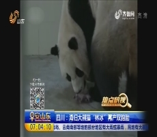 【热点快搜】四川：海归大熊猫“林冰”再产双胞胎