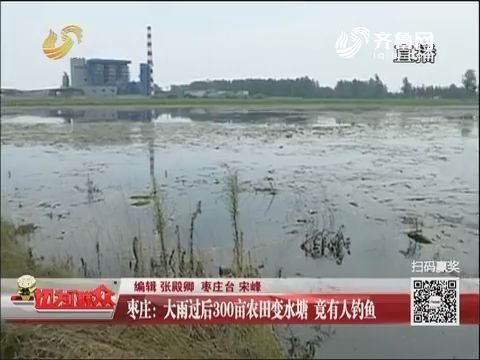 枣庄：大雨过后300亩农田变水塘 竟有人钓鱼