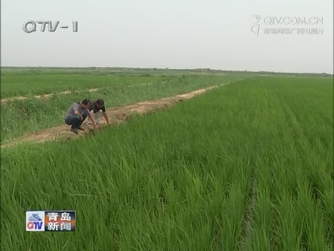 即墨400亩海水稻拔节育穗 10月收获