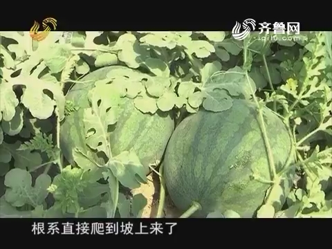 20170725《品牌农资龙虎榜》：惠民——吃不到的样品瓜