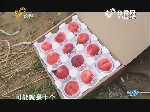 网红在行动 “无人”农场直播卖桃
