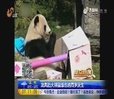 【热点快搜】龙凤胎大熊猫维也纳周岁庆生
