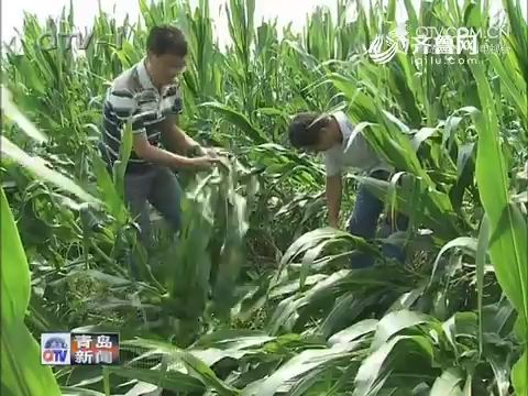 青岛市农业部门开展技术指导应对天气影响
