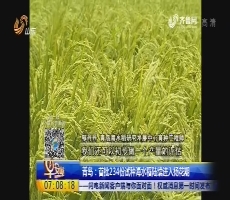 青岛：首批234份试种海水稻陆续进入扬花期