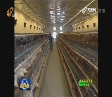 济南：搬迁科研养鸡场 还市民清新环境